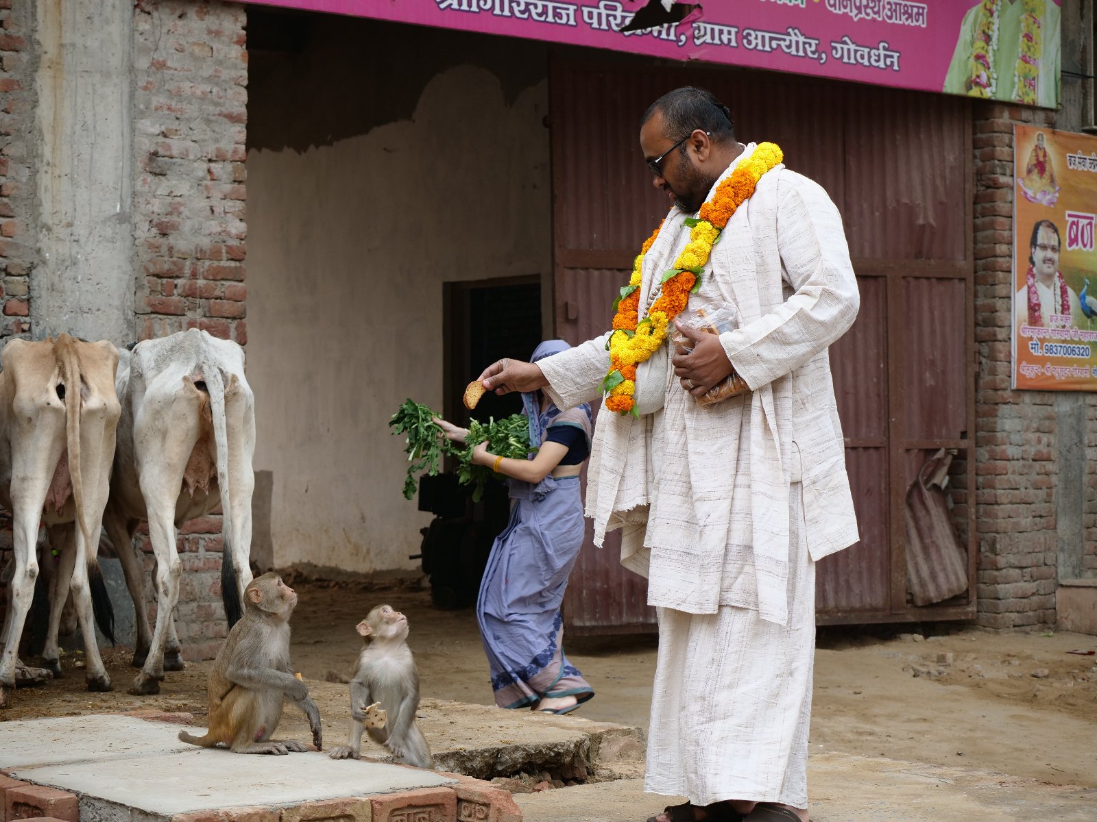  47 Gopashtami Radha kunda Govardhan 19.11.04